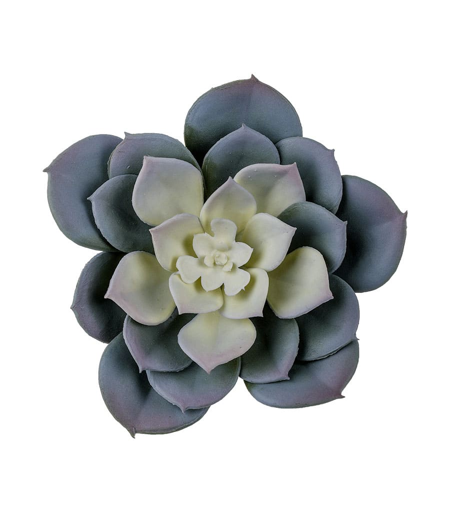 AEONIUM_2-1.jpg