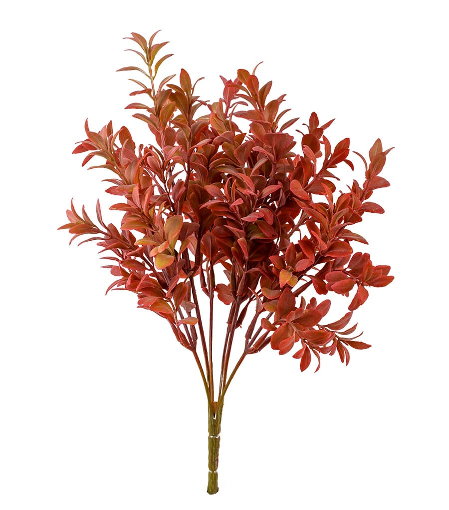 BUIS_ROUGE-1.jpg